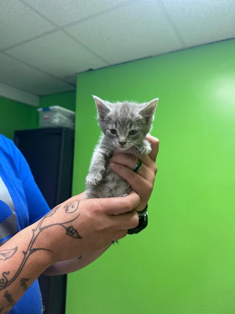 A baby medium-sized female Domestic Short Hair cat named Nube for adoption in Johnson City, TN