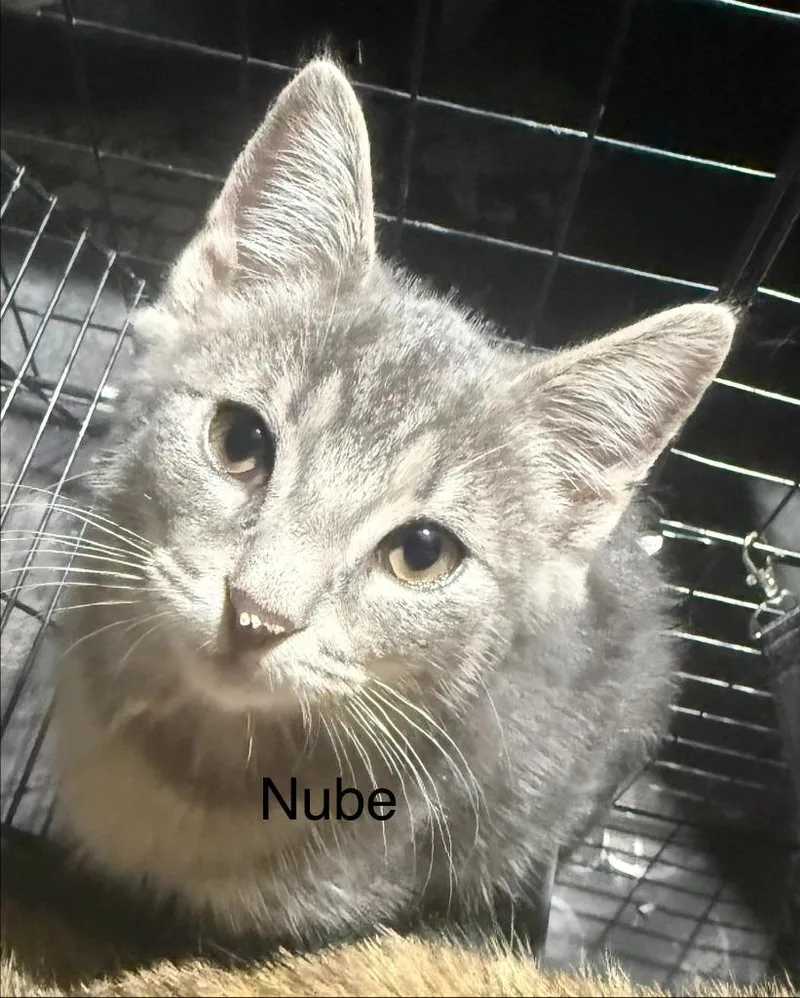 Nube thumbnail 3