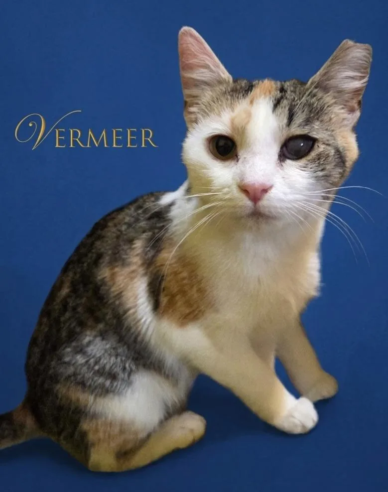 A baby medium-sized female Domestic Short Hair cat named Vermeer for adoption in Rutherfordton, NC