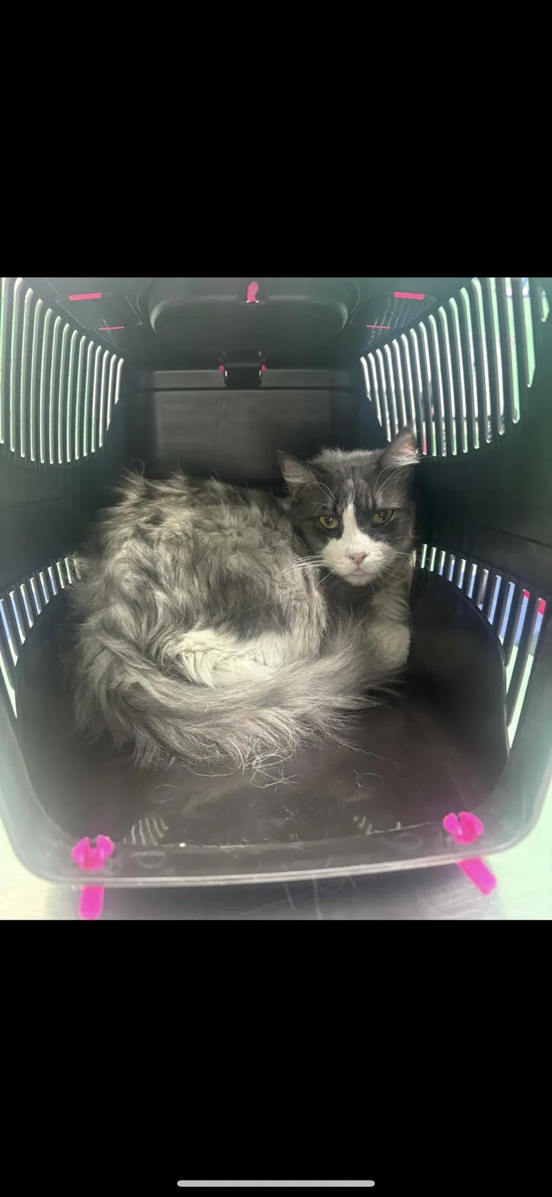 A young medium-sized male Gray & White Maine Coon cat named Pure Sa Maine Coonx for adoption in New York, NY