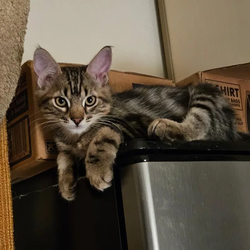 A baby small-sized male Domestic Long Hair cat named Roofer Chino Hills for adoption in Chino Hills, CA