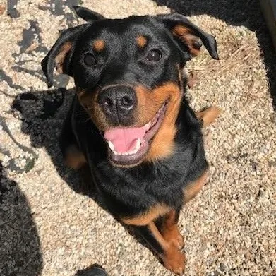 A young medium-sized female Black Rottweiler dog named Roxy for adoption in Windsor, CT