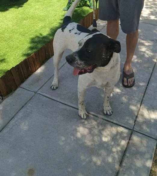 Snoopyhesperia  Ca thumbnail 2