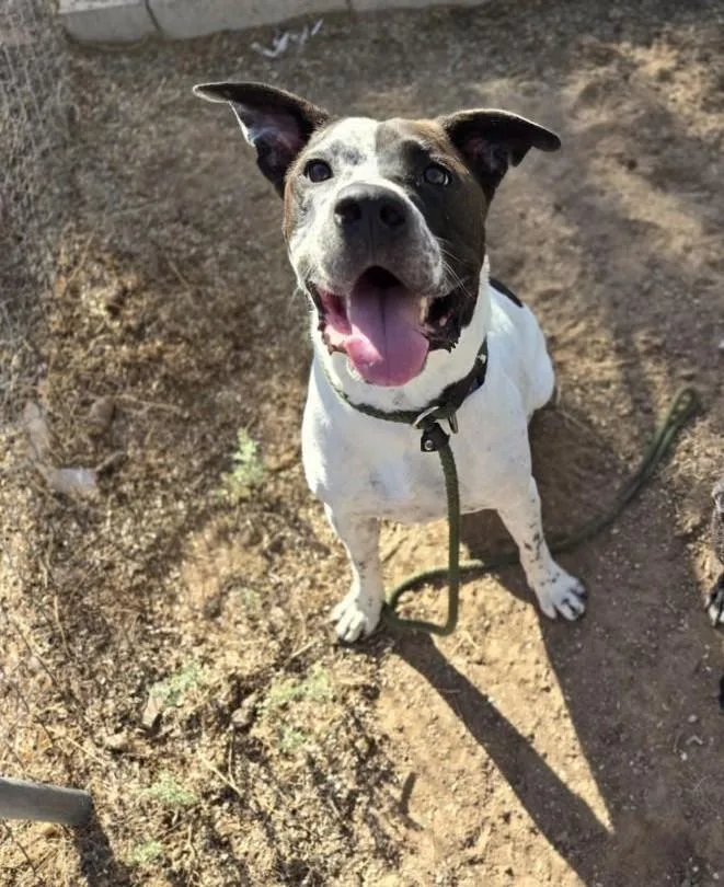 Snoopyhesperia  Ca thumbnail 3