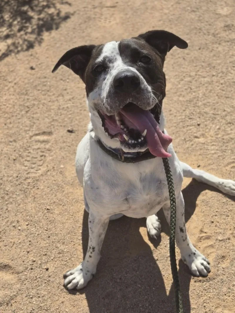 Snoopyhesperia  Ca thumbnail 4