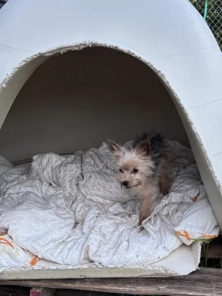 A senior small-sized female Yorkshire Terrier dog named Myrtle  OR for adoption in Bryan, TX