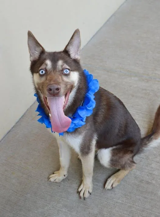 A young large-sized female Husky dog named Koda for adoption in McKinney, TX