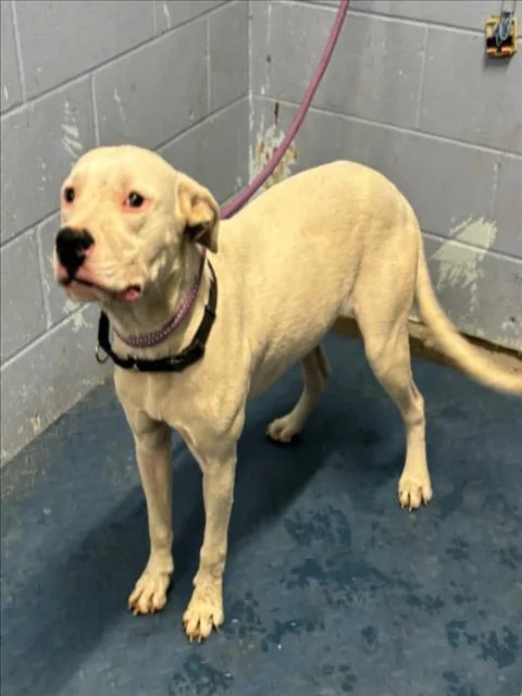 A young medium-sized male Pit Bull Terrier dog named Abu for adoption in Woodland, CA