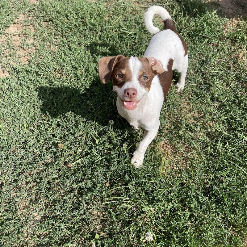 A young small-sized female Chiweenie dog named Smores for adoption in Winter, WI