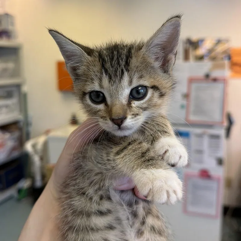 A baby small-sized male Brown / Chocolate Domestic Short Hair cat named Fright Night for adoption in Austin, TX