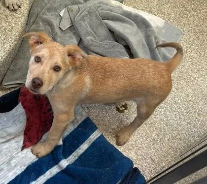A baby medium-sized female Labrador Retriever dog named Adara for adoption in Washington, DC