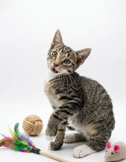 A baby small-sized male Domestic Short Hair cat named Teddy for adoption in Cumming, GA
