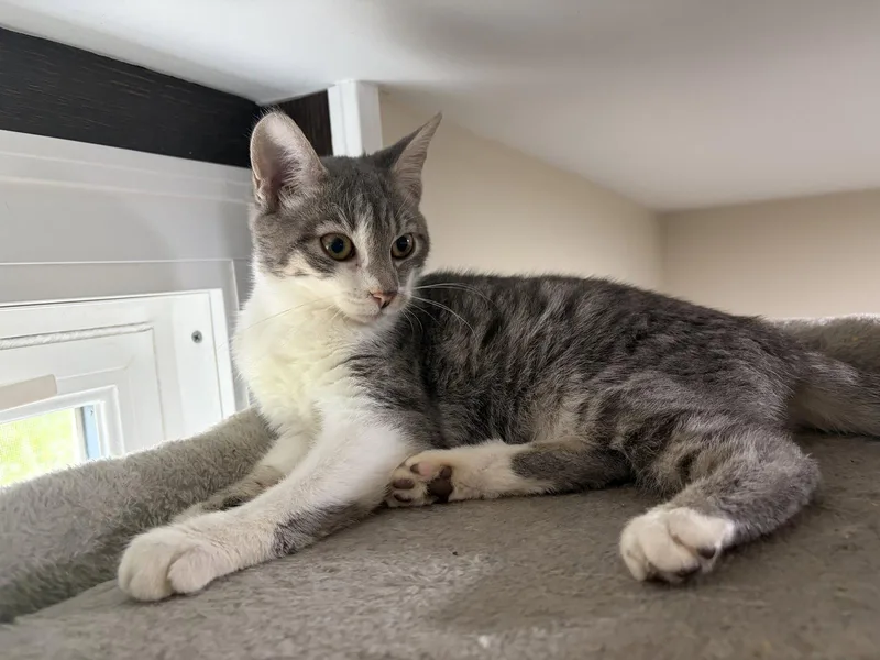 A baby medium-sized female Gray & White Domestic Short Hair cat named Focaccia Meet at Petco for adoption in Harrisburg, PA