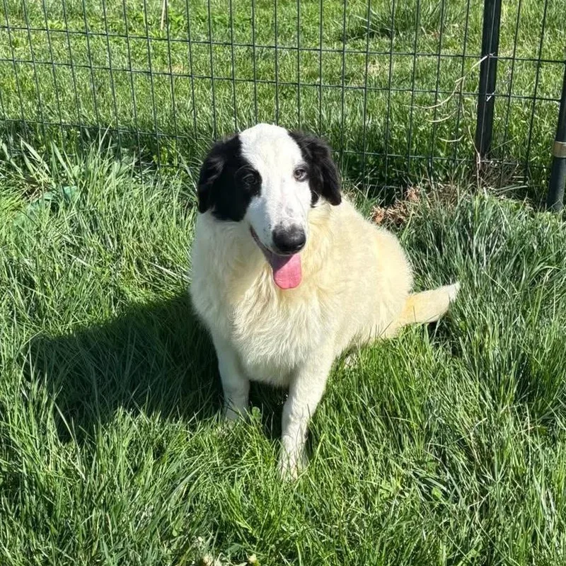 A baby medium-sized female White / Cream Rough Collie dog named Eden for adoption in Waynesboro, PA