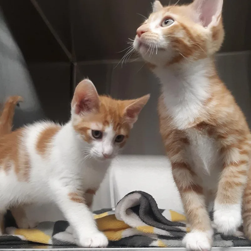 A baby small-sized male Orange / Red Domestic Short Hair cat named Vector for adoption in Spokane, WA