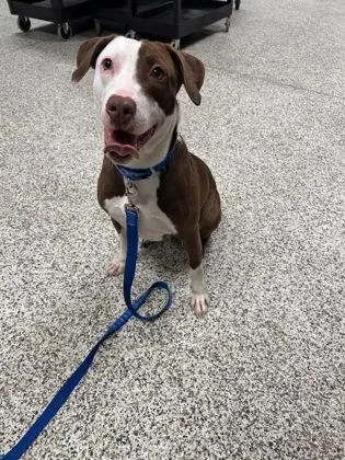 An adult large-sized female Mixed Breed dog named Deidre for adoption in Fairfax, VA