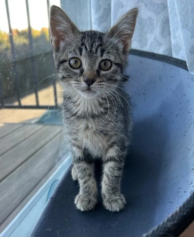 A baby small-sized female Domestic Short Hair cat named Dolly for adoption in Santa Cruz, CA