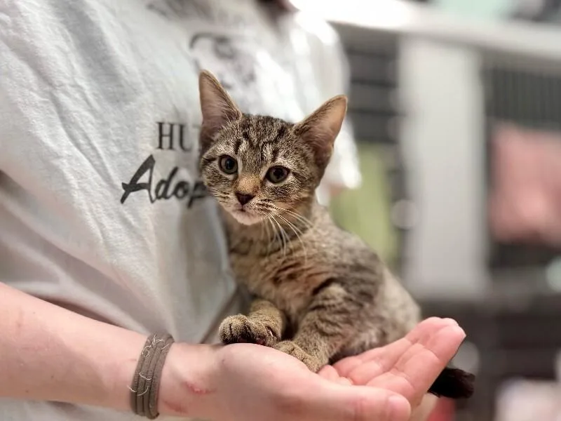 A young medium-sized male Domestic Short Hair cat named Strawberry for adoption in Wooster, OH