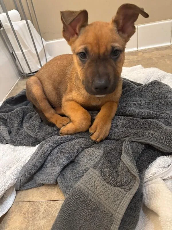 A baby large-sized male Brown / Chocolate German Shepherd Dog dog named Lion for adoption in Van Nuys, CA