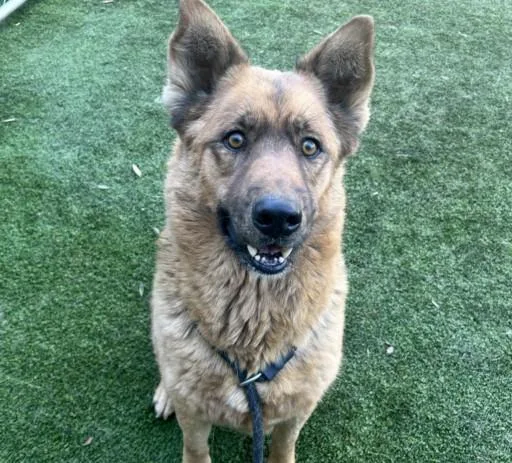 An adult large-sized male German Shepherd Dog dog named Woody for adoption in Los Angeles, CA
