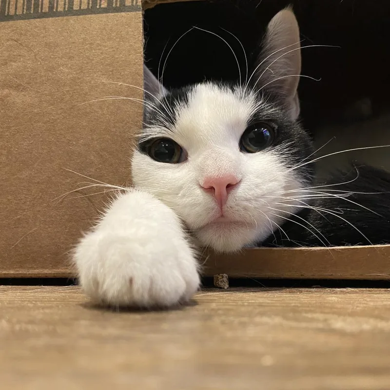 A young medium-sized male Domestic Short Hair cat named Snake for adoption in Westhampton, NY