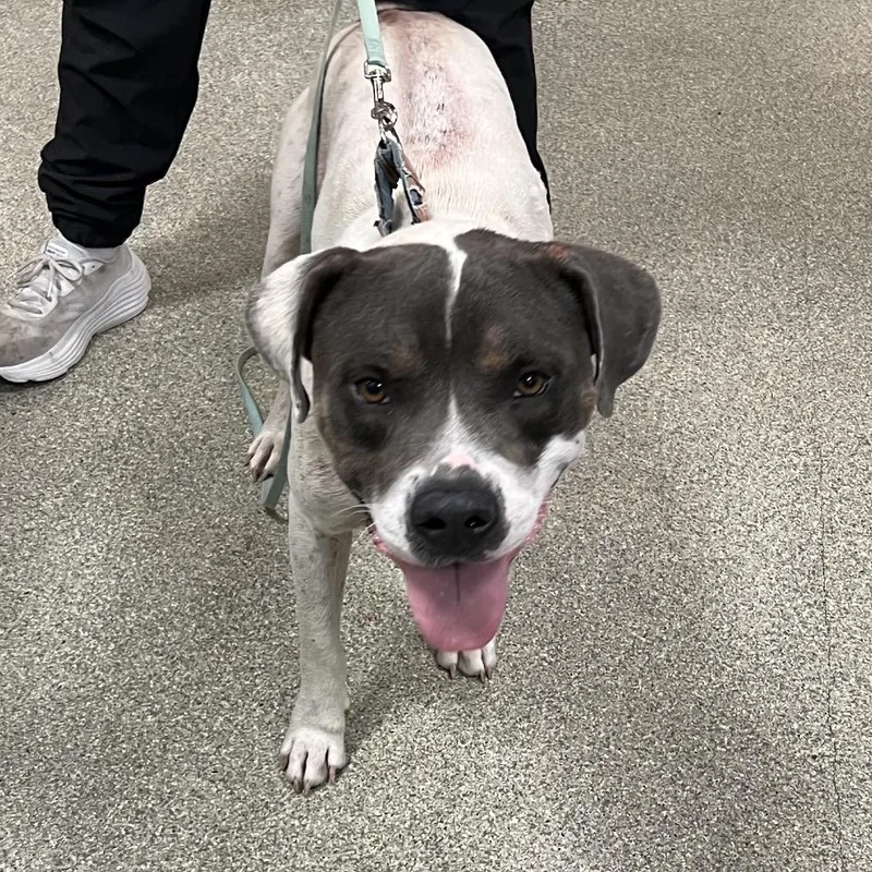 An adult medium-sized male White / Cream Mixed Breed dog named Alfred for adoption in Jacksonville, FL
