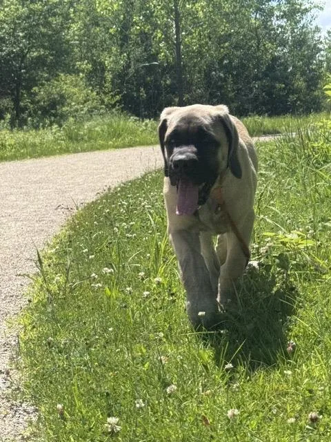 A baby large-sized female Mastiff dog named Alba for adoption in Chicago, IL