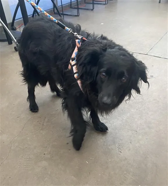 An adult large-sized female Mixed Breed dog named Annie for adoption in Dallas, TX