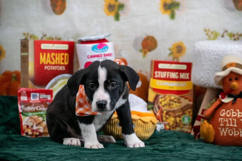 A baby medium-sized male Australian Shepherd dog named Barry Bread Rolls for adoption in Sevierville, TN