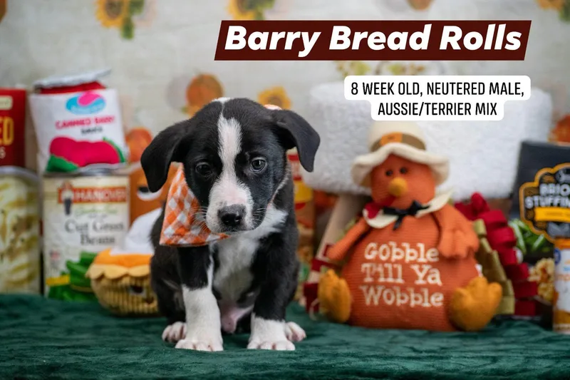 Barry Bread Rolls thumbnail 3