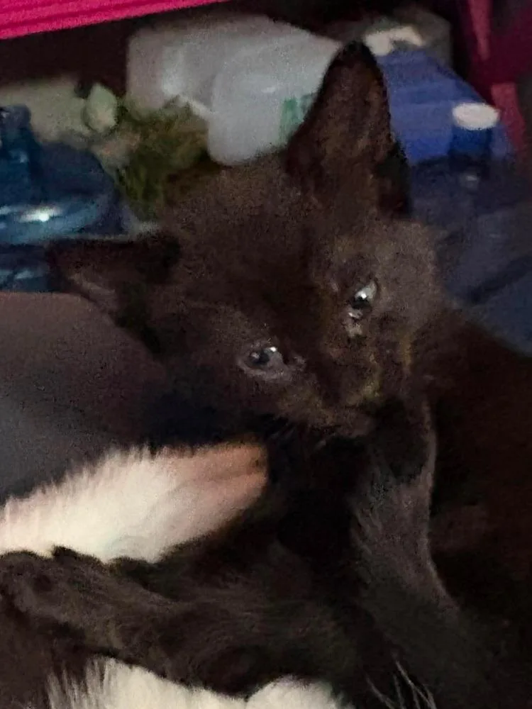 A baby small-sized female Black Domestic Short Hair cat named Marla for adoption in Poplar Grove, IL