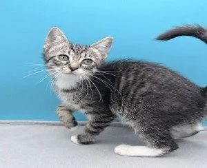 A baby small-sized male Brown / Chocolate Domestic Short Hair cat named Dino for adoption in Tavares, FL