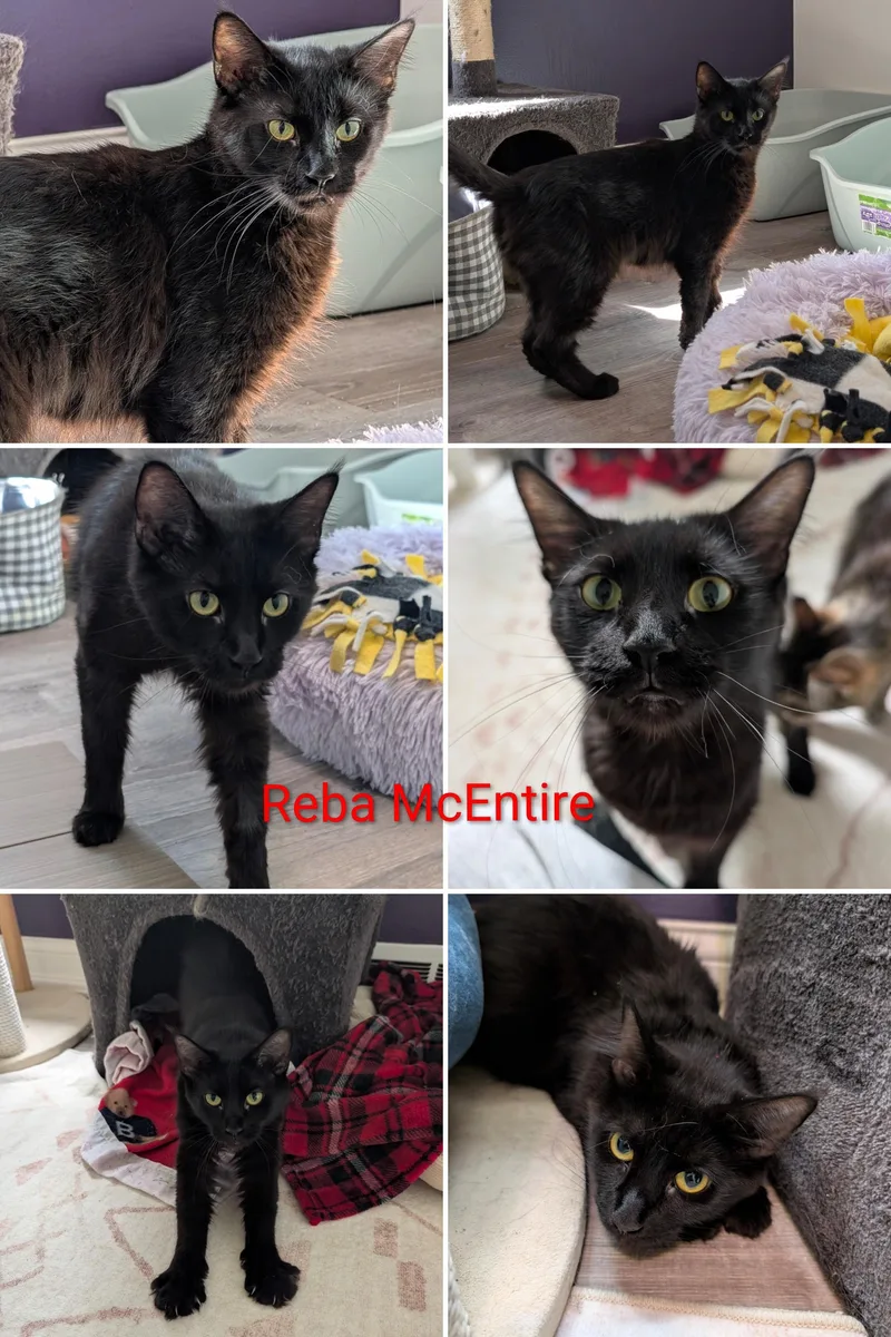 A young medium-sized female Black Maine Coon cat named Reba Mcentire for adoption in Cincinnati, OH