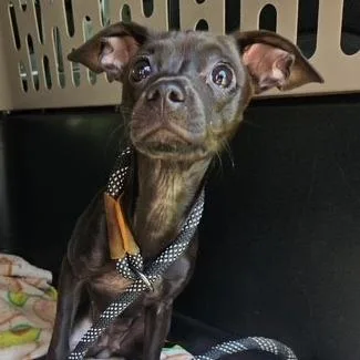 An adult small-sized female Black Mixed Breed dog named Pepper for adoption in Bristol, IN
