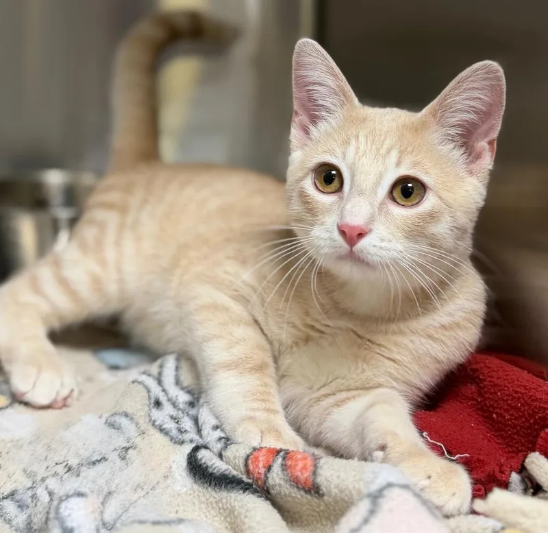 A baby small-sized male Tabby (Buff / Tan / Fawn) Domestic Short Hair cat named Mikaiah for adoption in Columbus, NE