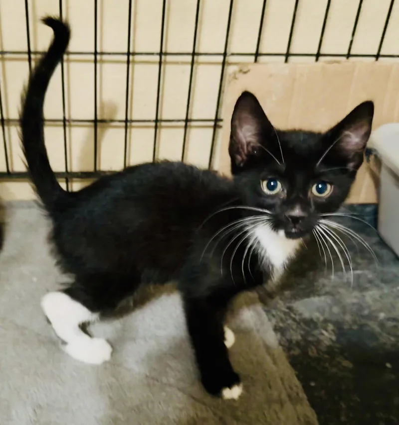 A young medium-sized male Black & White / Tuxedo Domestic Short Hair cat named Tipster for adoption in Pensacola, FL