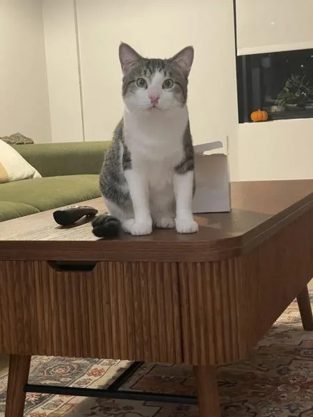 A young medium-sized male Domestic Short Hair cat named El Guapo for adoption in Ridgewood, NY