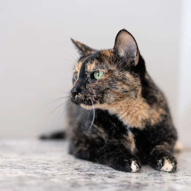 An adult medium-sized female Tortoiseshell cat named Tootsie for adoption in Chicago, IL
