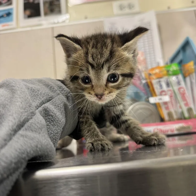 A baby small-sized female Brown / Chocolate Domestic Short Hair cat named Tango for adoption in Chicago, IL