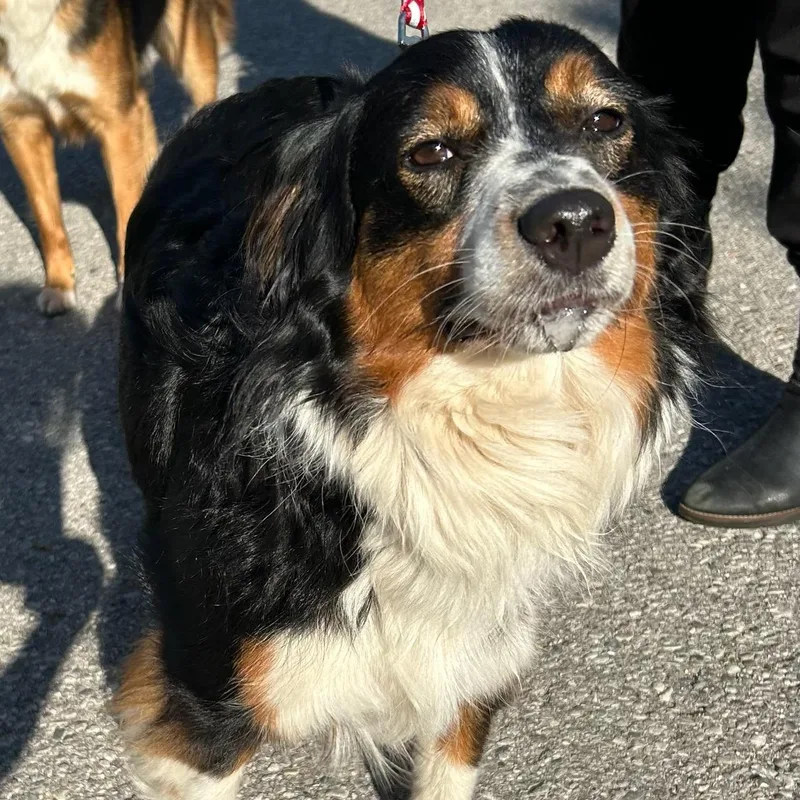 An adult medium-sized male Tricolor (Brown, Black, & White) Australian Shepherd dog named Bear for adoption in Traverse City, MI