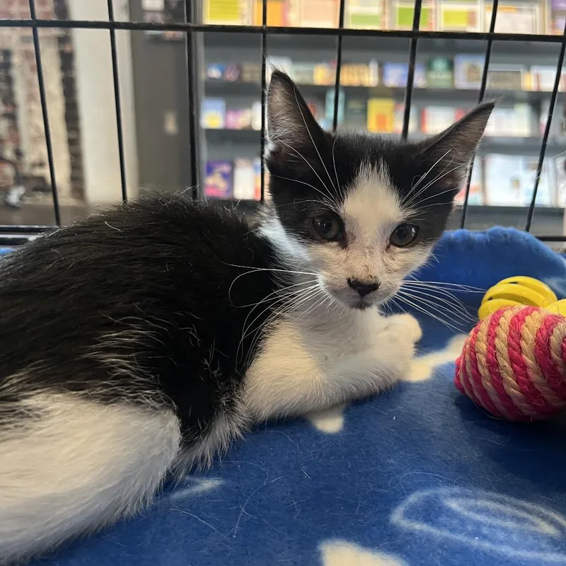 A baby small-sized male Black Domestic Short Hair cat named John for adoption in Pasadena , MD