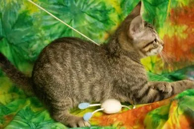 A baby medium-sized female Tabby (Brown / Chocolate) Domestic Short Hair cat named Willow G for adoption in Liverpool, TX