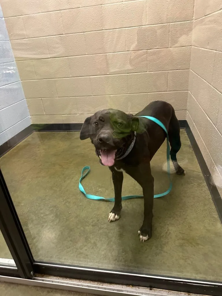 A young large-sized male Pit Bull Terrier dog named Taz for adoption in Gallatin, TN