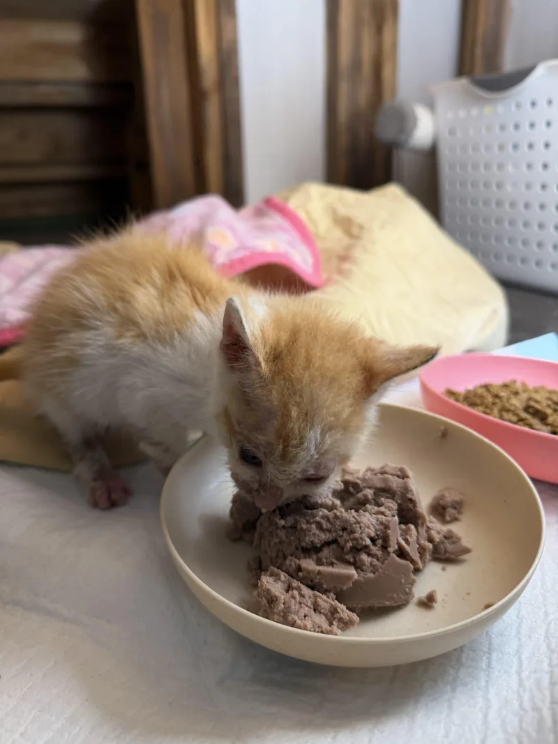A baby small-sized male American Shorthair cat named Nugget for adoption in Paulina, LA