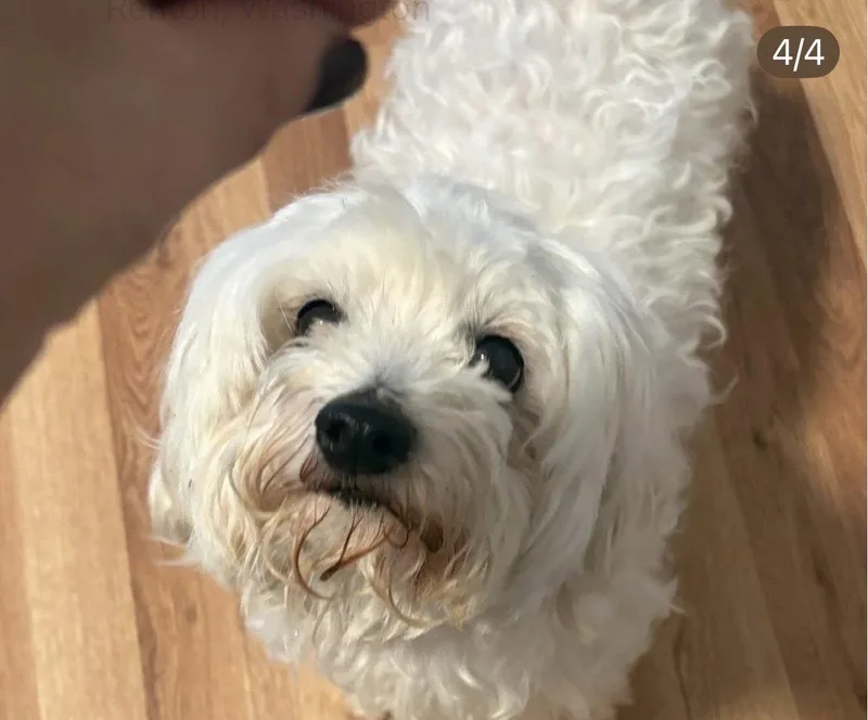 An adult small-sized female Maltese dog named Ari for adoption in Seattle, WA
