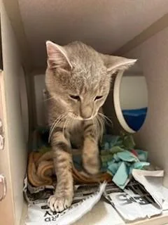 A young medium-sized male Tabby (Gray / Blue / Silver) Domestic Short Hair cat named Tristan for adoption in Mason City, IA