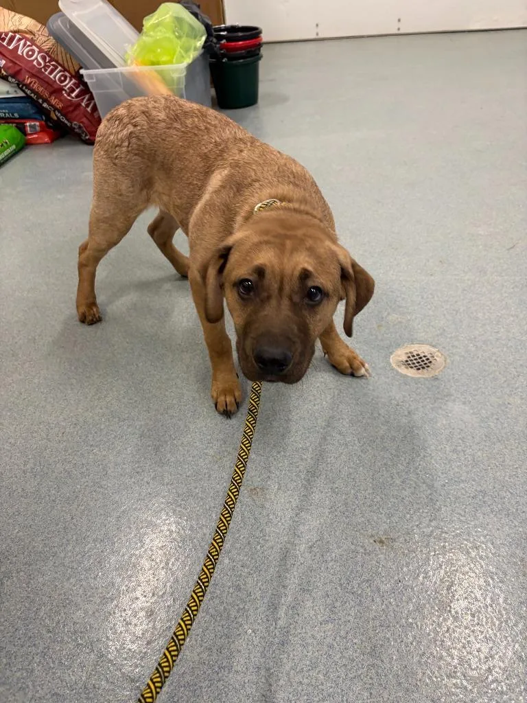 Winston Jr thumbnail 2