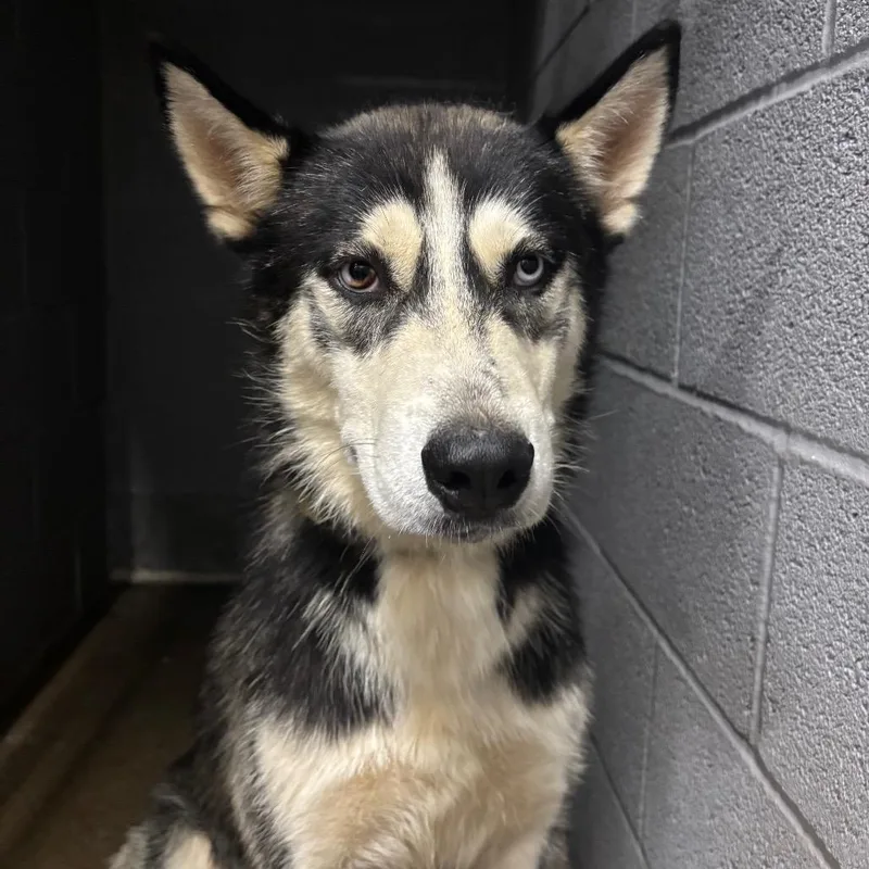 A young small-sized male Husky dog named Conway for adoption in Corbin, KY