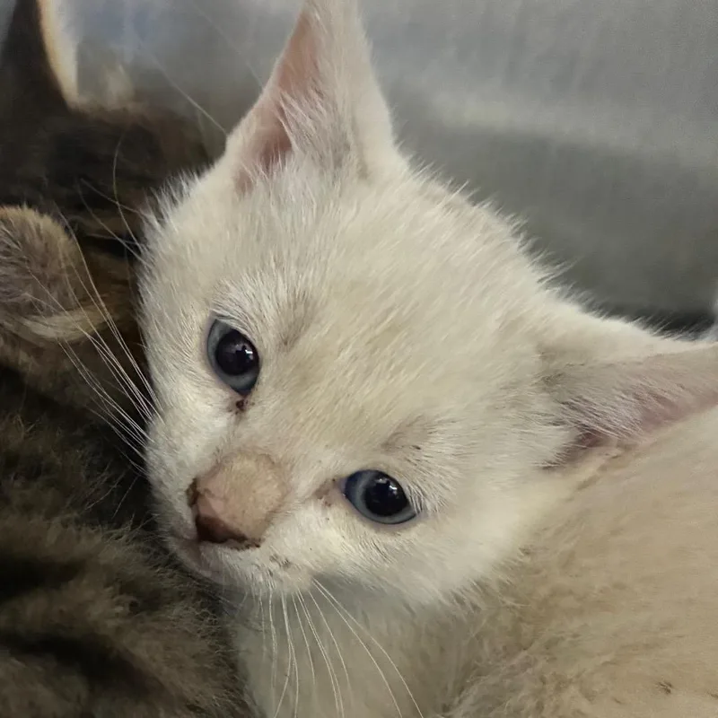 A baby small-sized male White Domestic Short Hair cat named Dove for adoption in Flagstaff, AZ