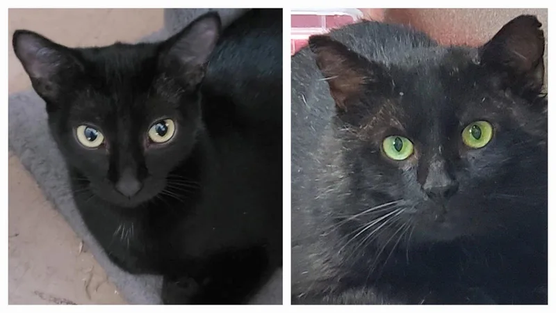 An adult medium-sized male Black Domestic Short Hair cat named Midnight Bonded with for adoption in Camden, TN